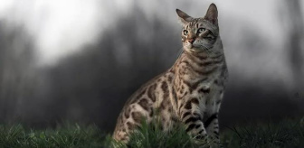 Yeni Zelanda'da tartışmalı kedi avı yarışmasında 370 kedi öldürüldü
